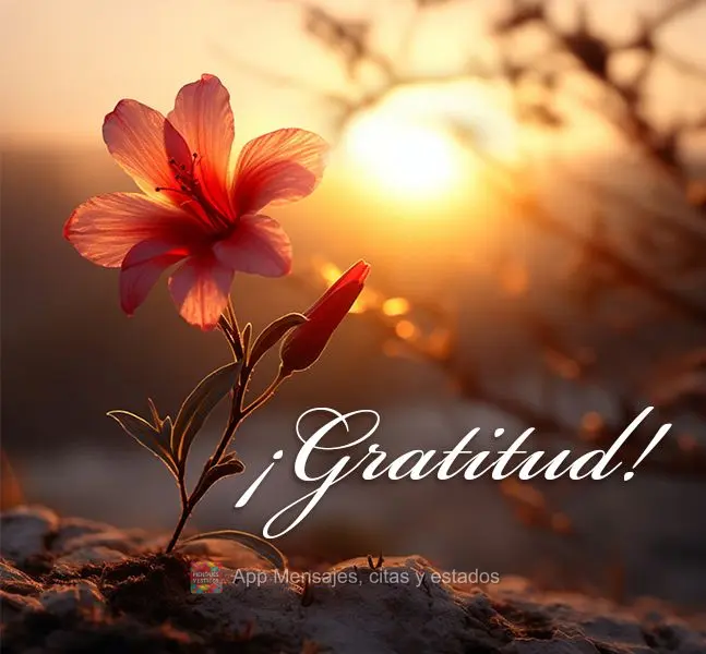 ¡Gratitud!