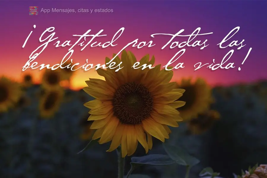 ¡Gratitud por todas las bendiciones en la vida!