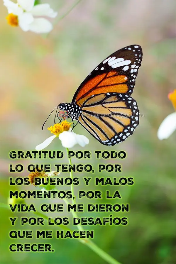 Gratitud por todo lo que tengo, por los buenos y malos momentos, por la vida que me dieron y por los desafíos que me hacen crecer.
