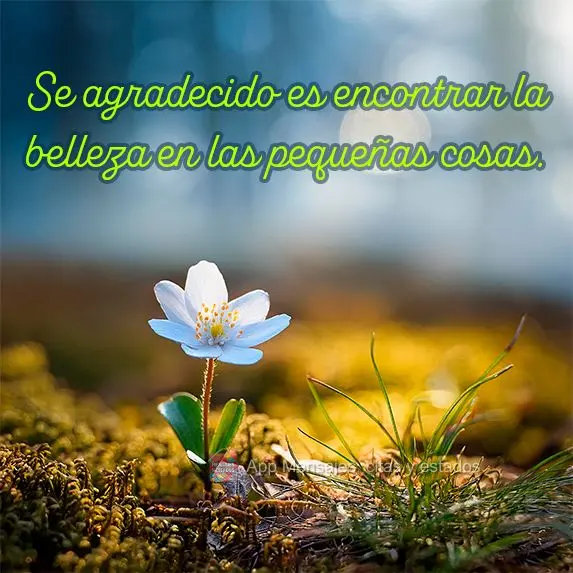 Se agradecido es encontrar la belleza en las pequeñas cosas.