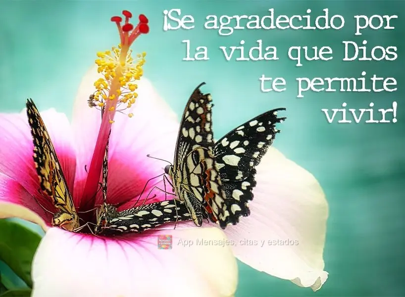¡Se agradecido por la vida que Dios te permite vivir!