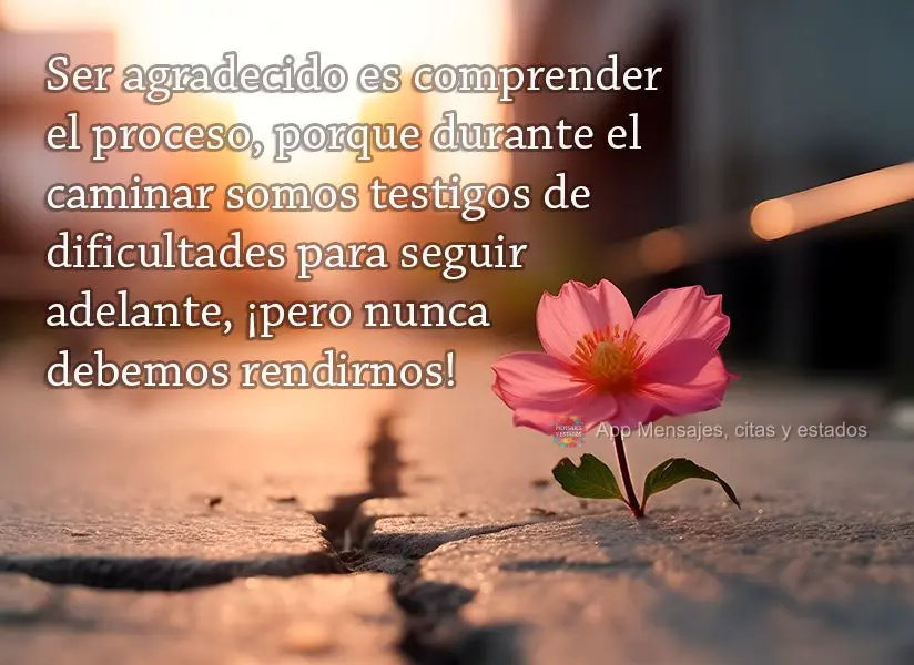 Ser agradecido es comprender el proceso, porque durante el caminar somos testigos de dificultades para seguir adelante, ¡pero nunca debemos rendirnos!...
