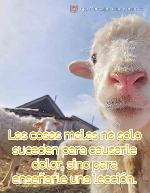 ¡Este es el perrito del amor, comparte para tener suerte en el amor!