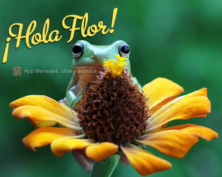 ¡Hola Flor!