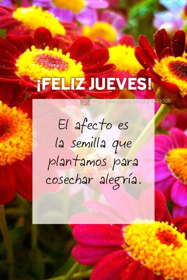 El afecto es la semilla que plantamos para cosechar alegría. ¡Feliz jueves!