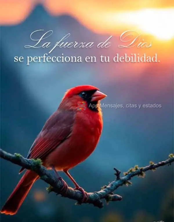 La fuerza de Dios se perfecciona en tu debilidad.