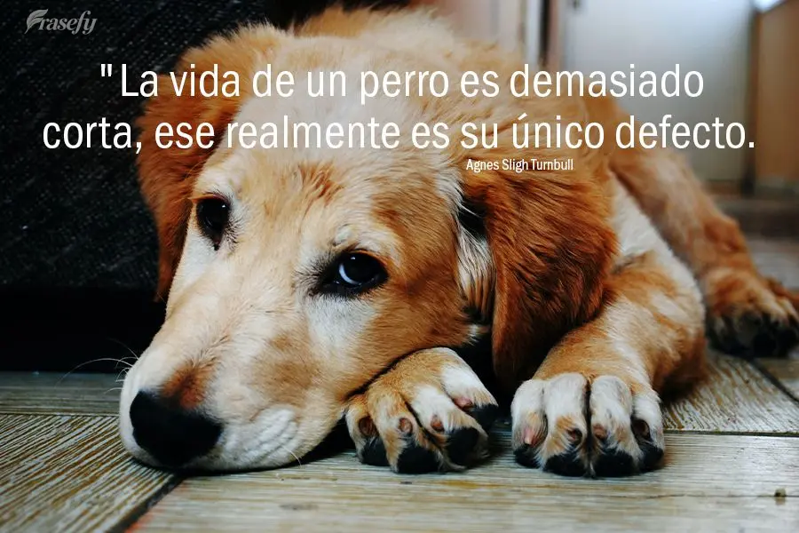 "La vida de un perro es demasiado corta, ese realmente es su único defecto. Agnes Sligh Turnbull