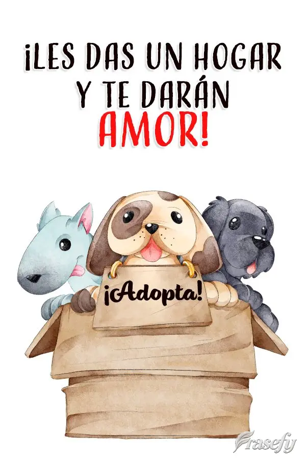 ¡Les das un hogar y te darán amor! ¡Adopta!