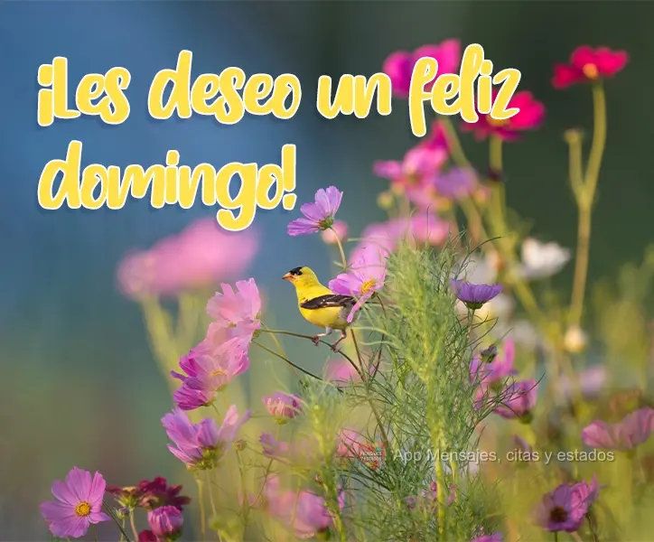 ¡Les deseo un feliz domingo!