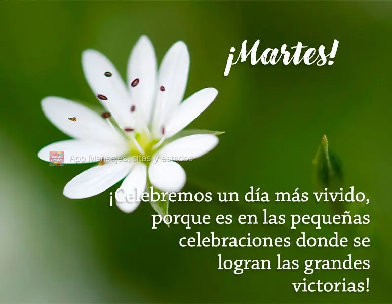 ¡Celebremos un día más vivido, porque es en las pequeñas celebraciones donde se logran las grandes victorias! ¡Martes!