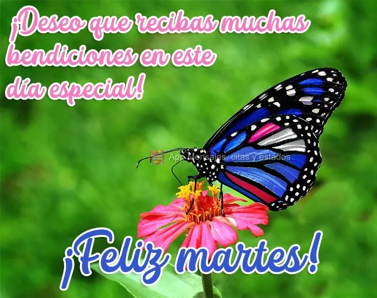 ¡Deseo que recibas muchas bendiciones en este día especial! ¡Feliz martes!