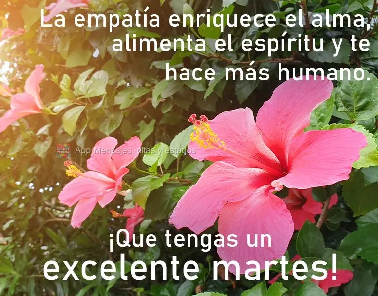 La empatía enriquece el alma, alimenta el espíritu y te hace más humano. ¡Que tengas un excelente martes!