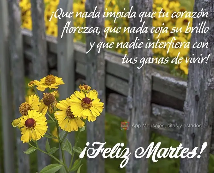 ¡Que nada impida que tu corazón florezca, que nada coja su brillo y que nadie interfiera con tus ganas de vivir! ¡Feliz martes!