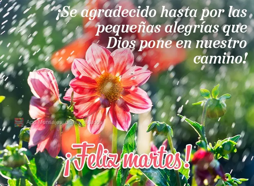 ¡Se agradecido hasta por las pequeñas alegrías que Dios pone en nuestro camino! ¡Feliz martes!