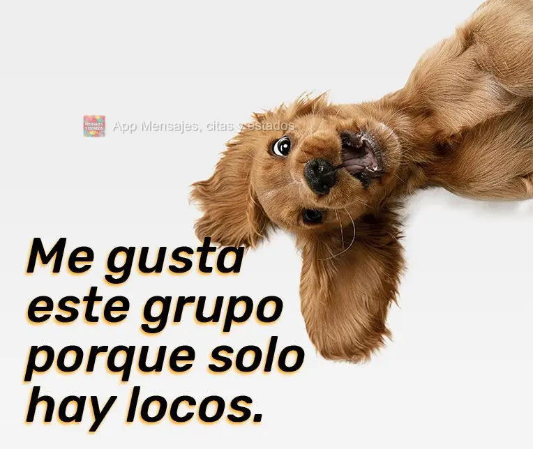 Me gusta este grupo porque solo hay locos.
