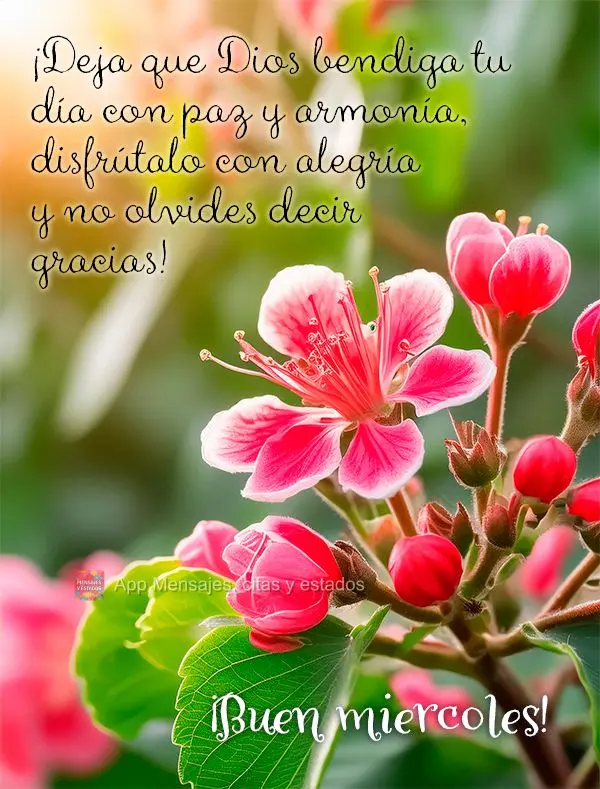 ¡Deja que Dios bendiga tu día con paz y armonía, disfrútalo con alegría y no olvides decir gracias! ¡Buen miercoles!