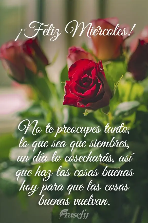 No te preocupes tanto, lo que sea que siembres, un día lo cosecharás, así que haz las cosas buenas hoy para que las cosas buenas vuelvan. ¡Feliz mié...