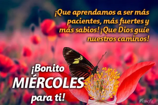 ¡Que aprendamos a ser más pacientes, más fuertes y más sabios! ¡Que Dios guíe nuestros caminos! ¡Bonito miércoles para ti!
