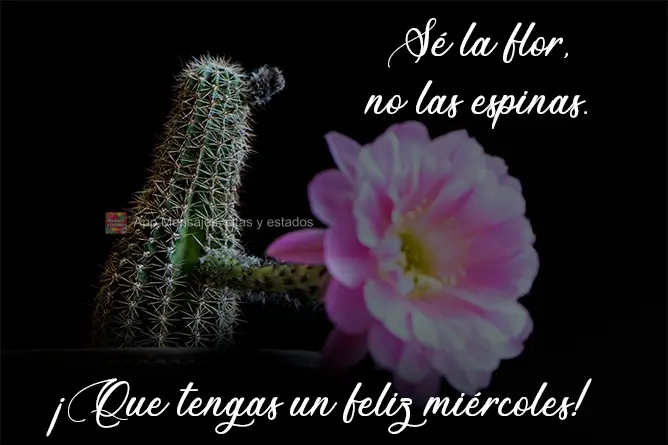 Sé la flor, no las espinas. ¡Que tengas un feliz miércoles!