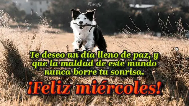 Te deseo un día lleno de paz, y que la maldad de este mundo nunca borre tu sonrisa. ¡Feliz miércoles!