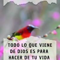 Todo lo que viene de Dios es para hacer de tu vida una vida de paz y prosperidad, confía! ¡Feliz miércoles!