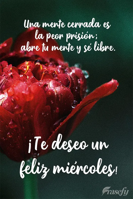 Una mente cerrada es la peor prisión; abre tu mente y sé libre. ¡Te deseo un feliz miércoles!