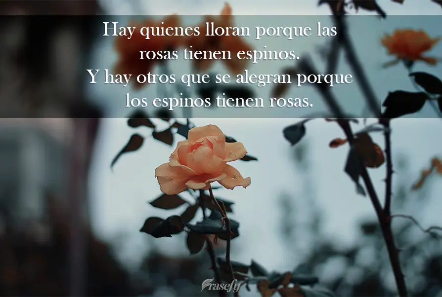 Hay quienes lloran porque las rosas tienen espinos. Y hay otros que se alegran porque los espinos tienen rosas.