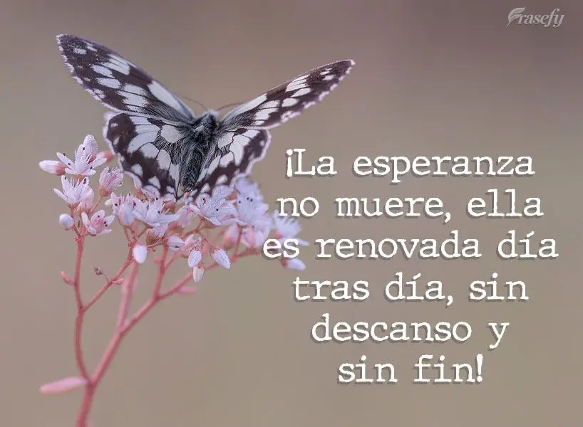 ¡La esperanza no muere, ella es renovada día tras día, sin descanso y sin fin!