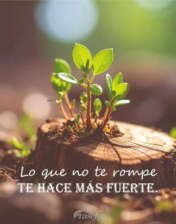 Lo que no te rompe te hace más fuerte.