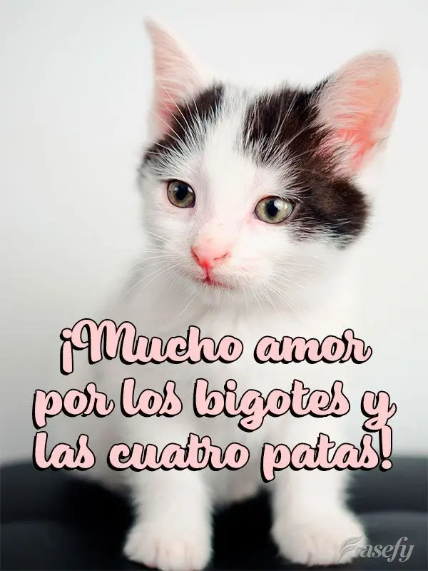 ¡Mucho amor por los bigotes y las cuatro patas!