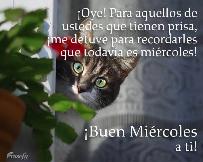 ¡Oye! Para aquellos de ustedes que tienen prisa, ¡me detuve para recordarles que todavía es miércoles! ¡Buen miércoles a ti!