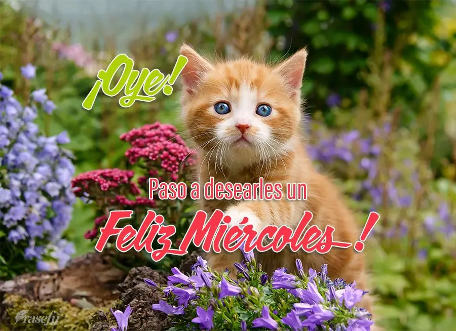 ¡Oye! Paso a desearles un Feliz Miércoles!