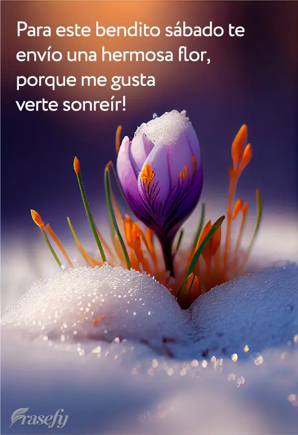 Para este bendito sábado te envío una hermosa flor, porque me gusta verte sonreír! 