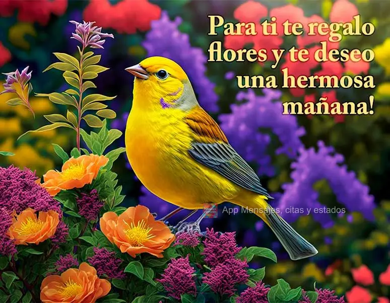 Para ti te regalo flores y te deseo una hermosa mañana!
