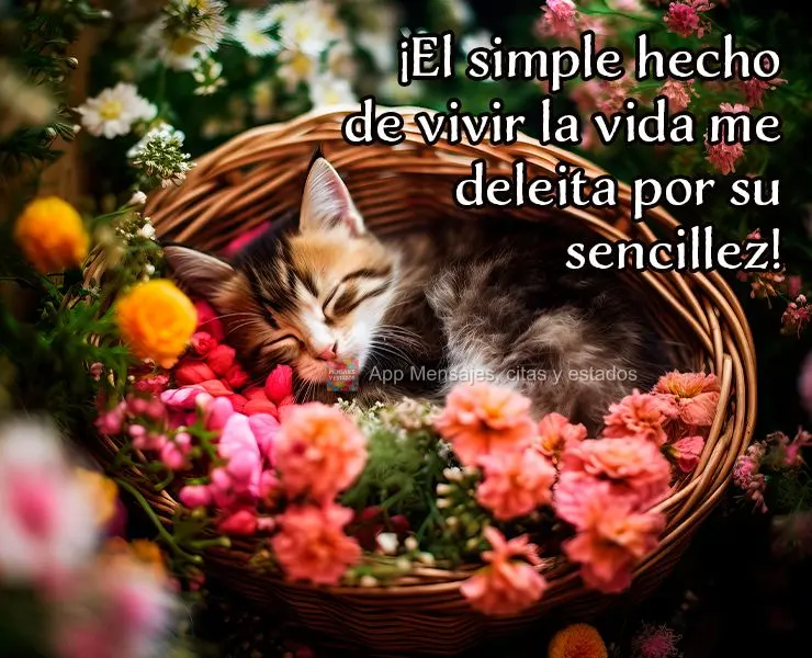¡El simple hecho de vivir la vida me deleita por su sencillez!