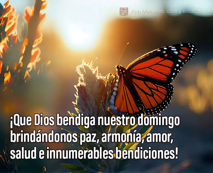 ¡Que Dios bendiga nuestro domingo brindándonos paz, armonía, amor, salud e innumerables bendiciones!