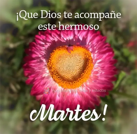 ¡Que Dios te acompañe este hermoso martes!
