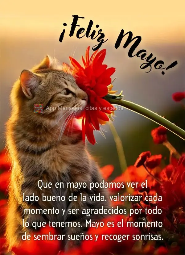 Que en mayo podamos ver el lado bueno de la vida, valorizar cada momento y ser agradecidos por todo lo que tenemos. Mayo es el momento de sembrar sueños...
