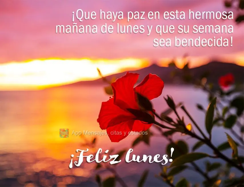 ¡Que haya paz en esta hermosa mañana de lunes y que su semana sea bendecida! ¡Feliz lunes!