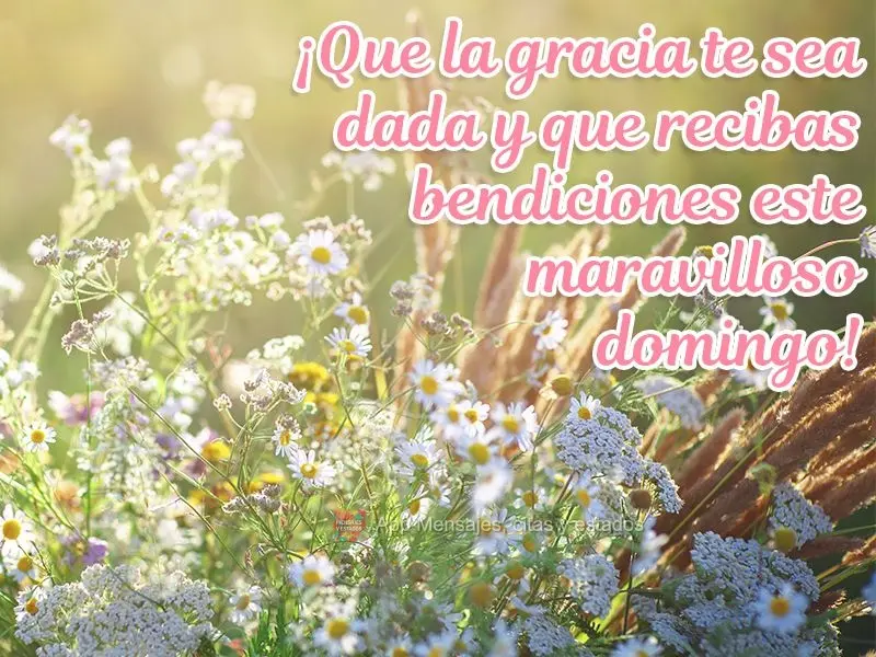 ¡Que la gracia te sea dada y que recibas bendiciones este maravilloso domingo!