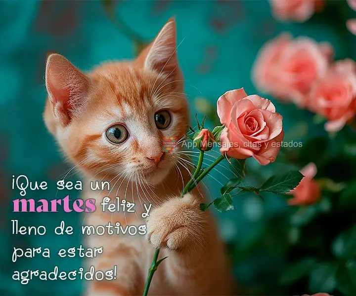 ¡Que sea un martes feliz y lleno de motivos para estar agradecidos!