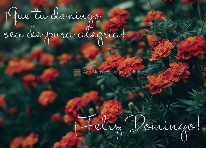¡Que tu domingo sea de pura alegría! ¡Feliz Domingo!