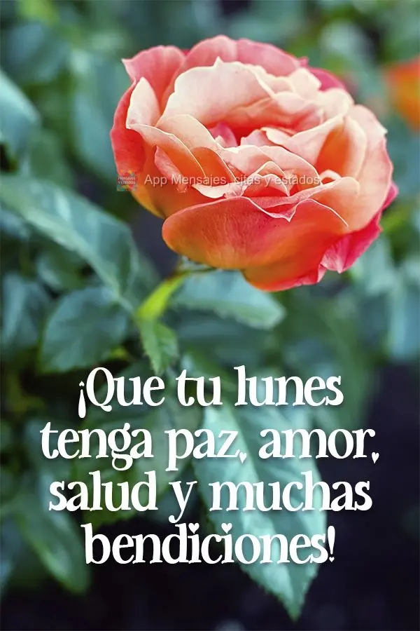¡Que tu lunes tenga paz, amor, salud y muchas bendiciones!
