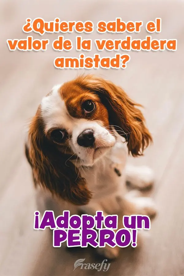 ¿Quieres saber el valor de la verdadera amistad? ¡Adopta un perro!
