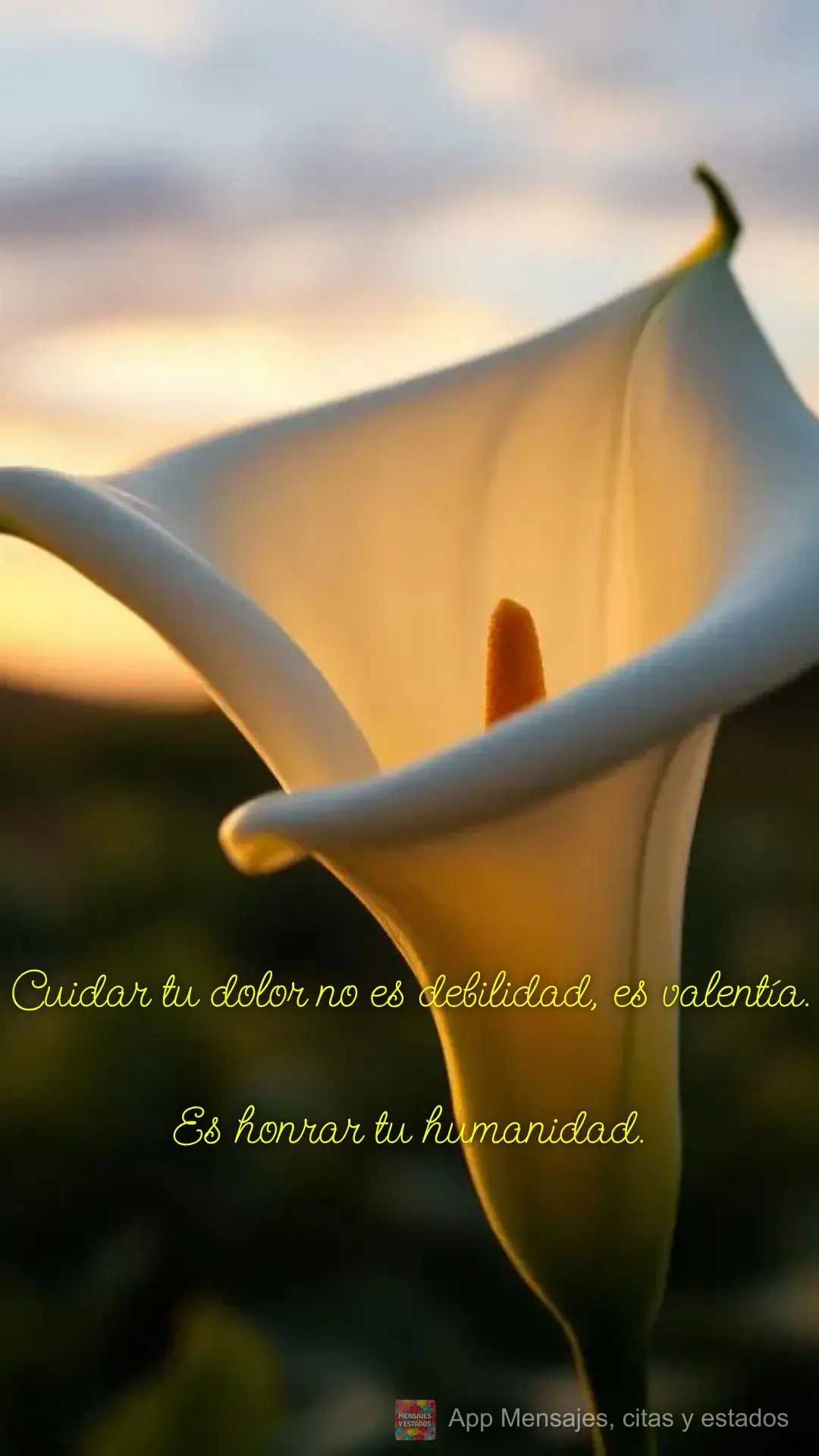 Cuidar tu dolor no es debilidad, es valentía.

Es honrar tu humanidad.