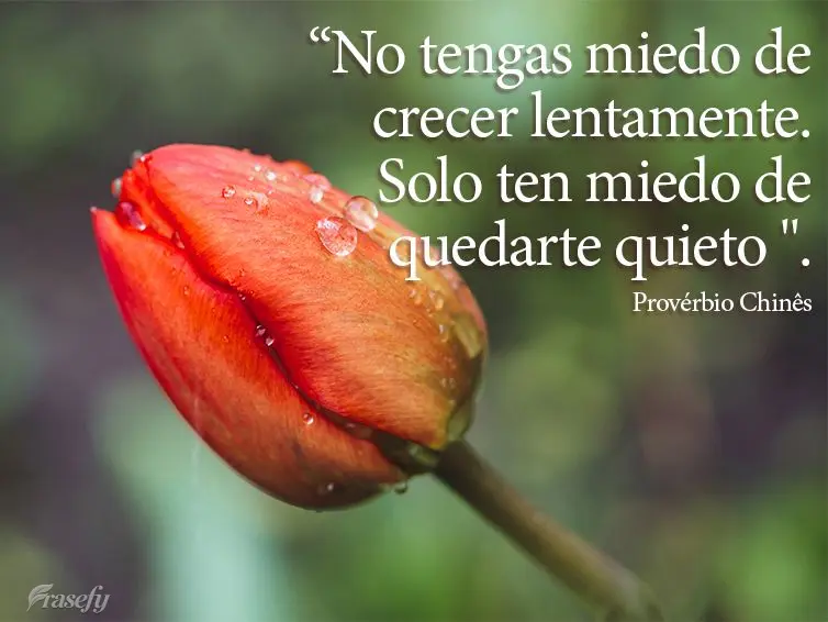 “No tengas miedo de crecer lentamente. Solo ten miedo de quedarte quieto ". Proverbio chino
