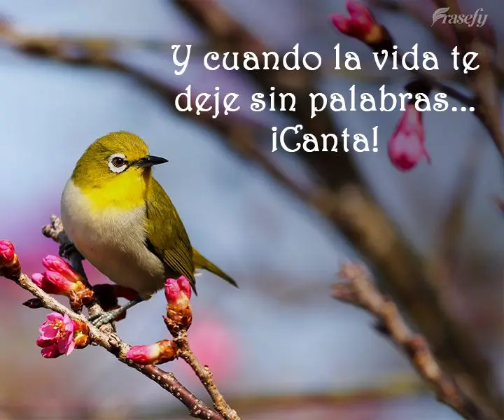 Y cuando la vida te deje sin palabras... ¡Canta!