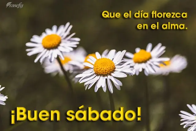 Que el día florezca en el alma. ¡Buen sábado!