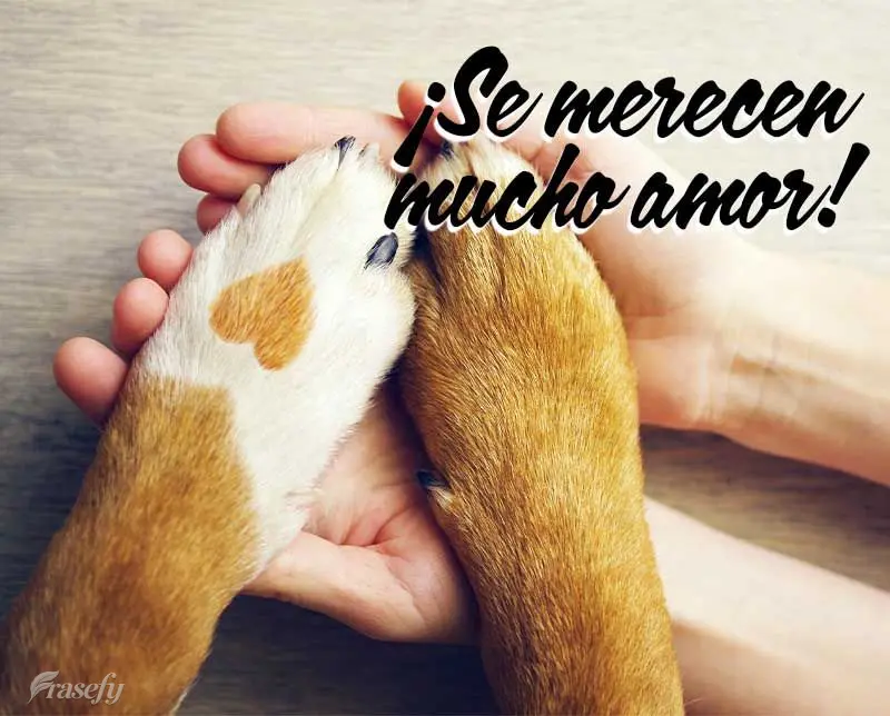¡Se merecen mucho amor!
