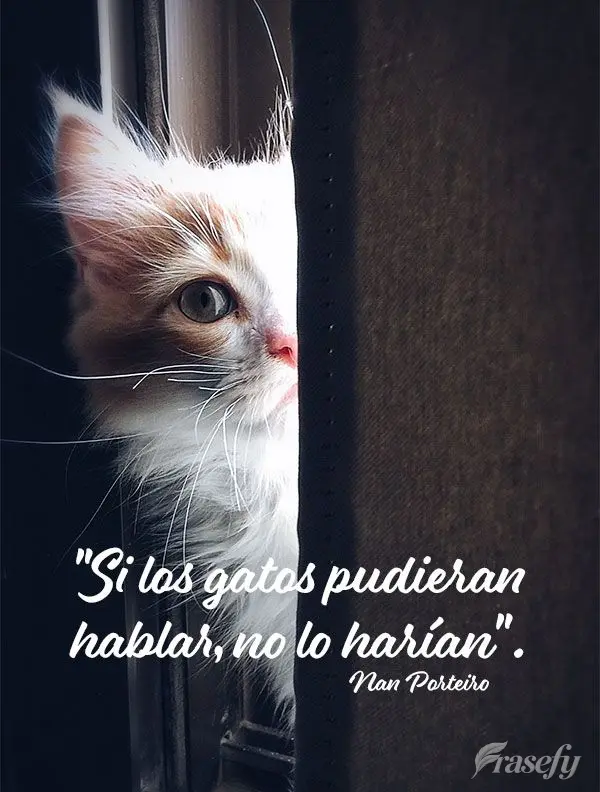 "Si los gatos pudieran hablar, no lo harían". Nan Porteiro